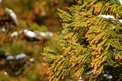 注射による花粉症治療「ステロイド注射」とは